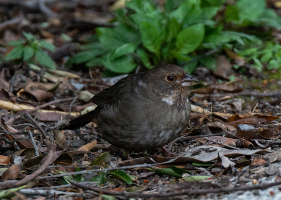 California Towhee - Melozone Crissalis