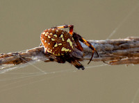 Western spotted orb weaver - Neoscona oaxacensis