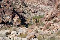 The Oasis in the distance