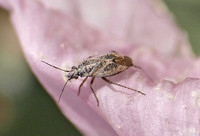 Plant bug (Family Miridae) on evening primrose