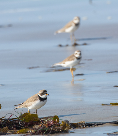 Semipalmated Plover - Charadrius semipalmatus