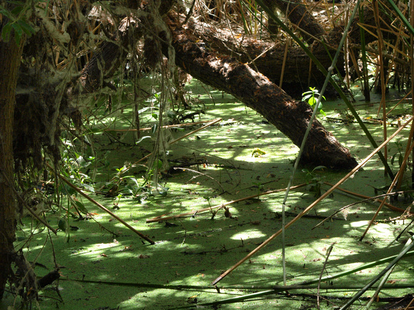 Gardena Willows Wetlands Preserve