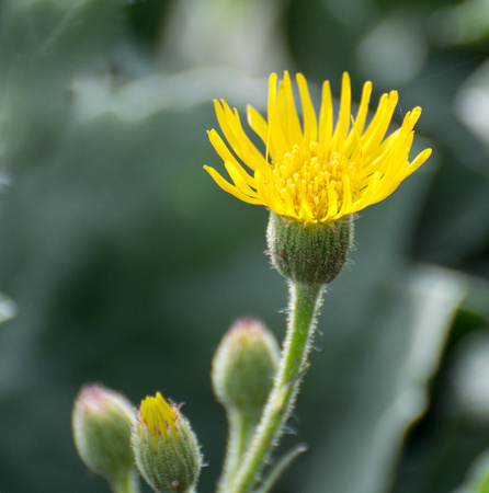 Telegraph-weed - Heterotheca grandiflora