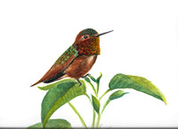 Allen's Hummingbird - Watercolor