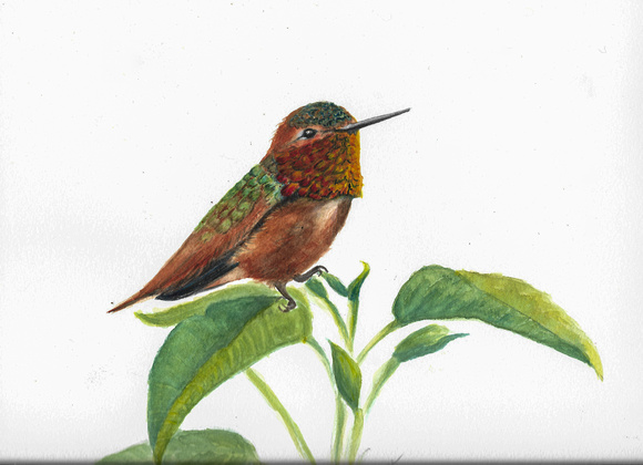 Allen's Hummingbird - Watercolor