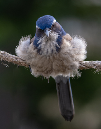 California Scrub Jay - Aphelocoma californica