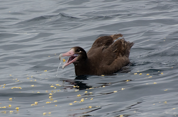 Short-tailed Albatross - Phoebastria albatrus