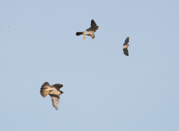 Mourning Dove - Zenaida macroura, Peregrine Falcon - Falco peregrinus