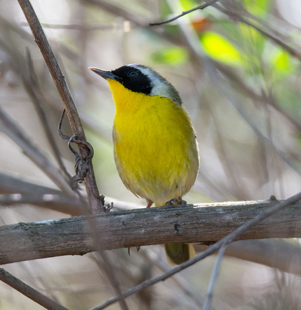 Common Yellowthroat - Geothlypis trichas