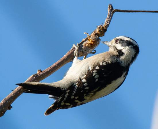 Downy Woodpecker - Dryobates pubescens eating eggs (ootheca) of a mantid