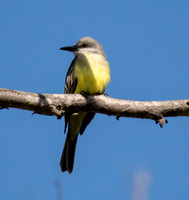 Tropical Kingbird - Tyrannus melancholicus