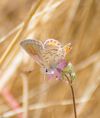 Acmon blue - Icaricia acmon