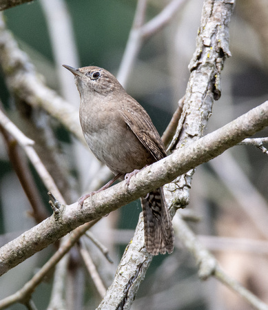 Northern House Wren - Troglodytes aedon