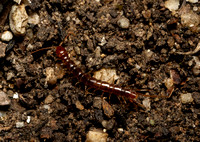 Stone centipede - Lamyctes sp.