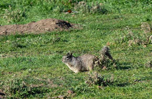 California ground squirrel - Otospermophilus beecheyi