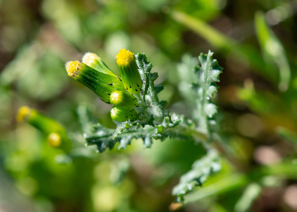 Common Groundsel - Senecio vulgaris