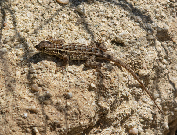 Side-blotched Lizard - Uta stansburiana