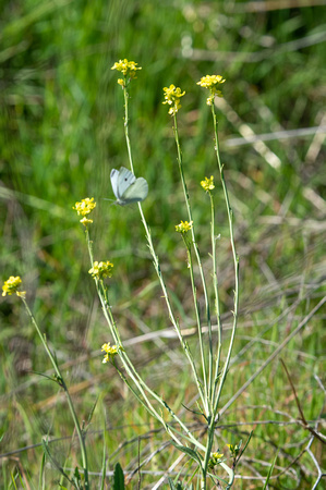 Cabbage white - Pieris rapae