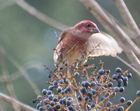 Purple Finch - Haemorhous purpureus (male)