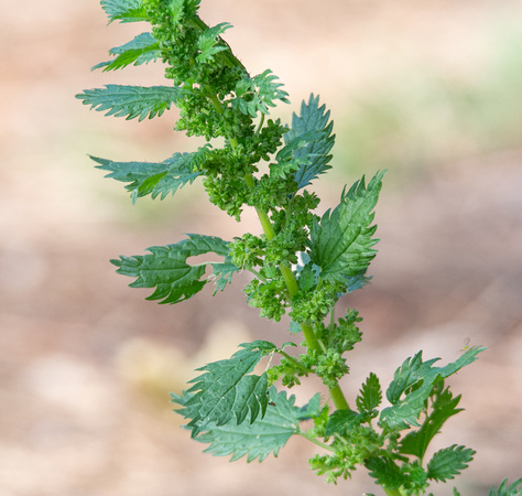 Dwarf Nettle - Urtica urens