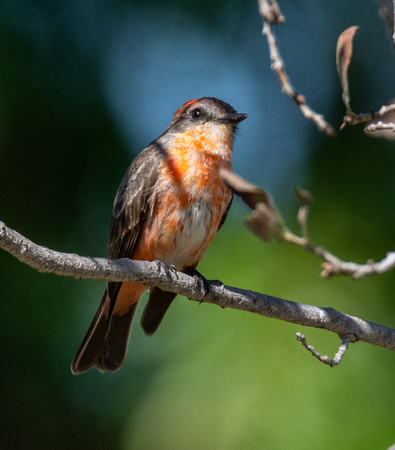 Vermilion Flycatcher - Pyrocephalus rubinus