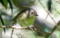 Ruby-crowned Kinglet - Regulus calendula
