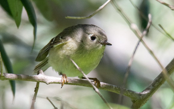Ruby-crowned Kinglet - Regulus calendula