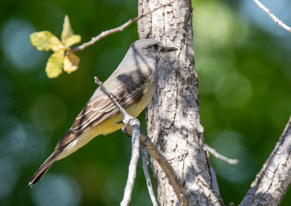 Cassin's Kingbird - Tyrannus vociferans