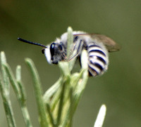 Cellophane bee 2 - Colletes sp.?