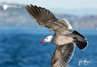 Heerman's Gull - Larus heermanni