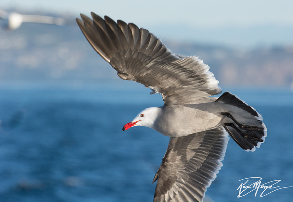 Heerman's Gull - Larus heermanni