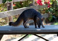 Santa Cruz Island Fox - Urocyon littoralis santacruzae