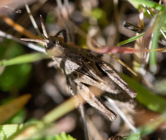 Painted meadow grasshopper - Chimarocephalia pacifica