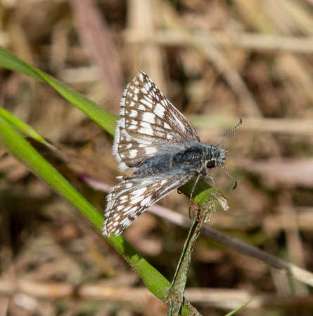 White checkered-skipper - Burnsius albescens