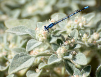 Familiar Bluet - Enallagma civile