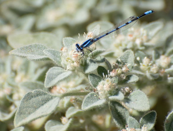 Familiar Bluet - Enallagma civile