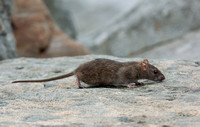 Brown Rat - Rattus norvegicus