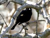 Tricolored Blackbird - Agelaius tricolor