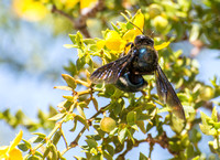 California Carpenter Bee - Xylocopa californica