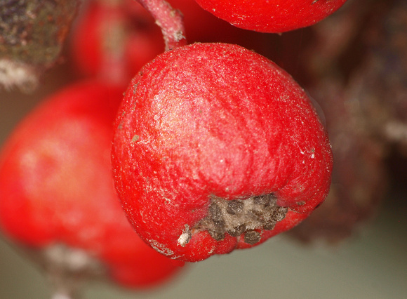 Toyon