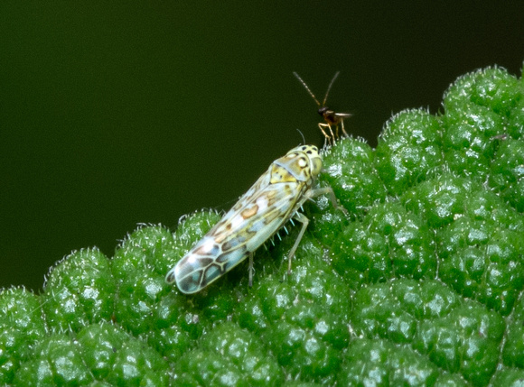 Ligurian leafhopper - Eupteryx decemnotata