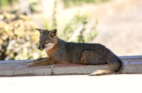 Santa Catalina Island Fox - Urocyon littoralis atalinae