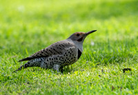 Northern Flicker (red shafted) - Colaptes auratus