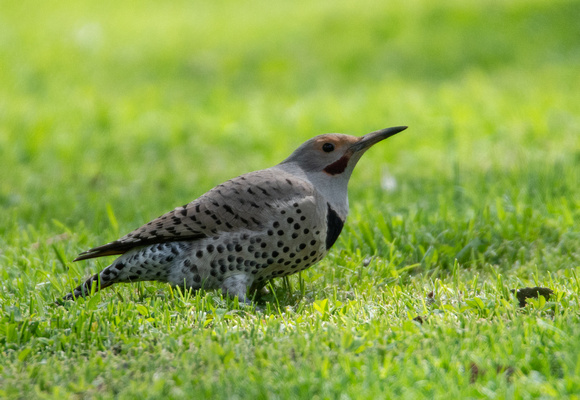 Northern Flicker (red shafted) - Colaptes auratus