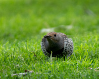 Northern Flicker (red shafted) - Colaptes auratus