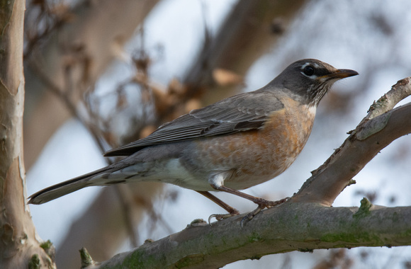 American Robin - Turdus migratorius