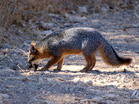 Santa Cruz Island Fox - Urocyon littoralis santacruzae