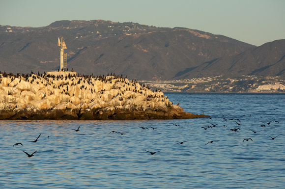 Brandt's Cormorant - Urile penicillatus