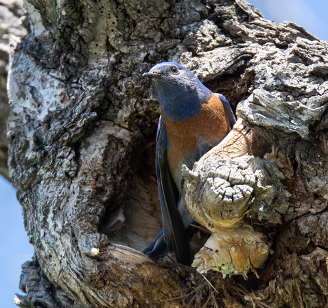 Western Bluebird - Sialia mexicana