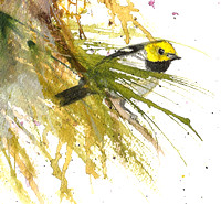 Hermit Warbler - Ink and watercolor